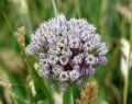 Allium ampeloprasum